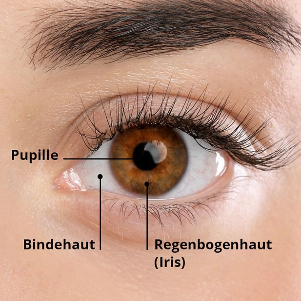 85 das-auge_inline_2